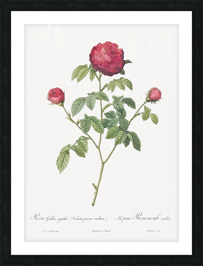 Agatha rose in bloom Picture Frame print