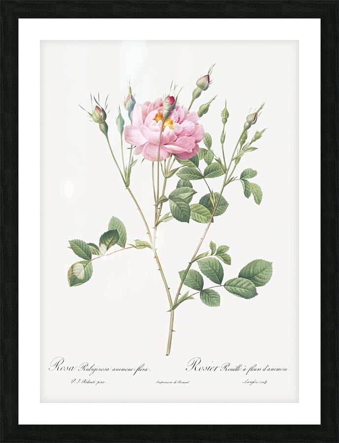 Anemone flowered sweetbriar rose Picture Frame print