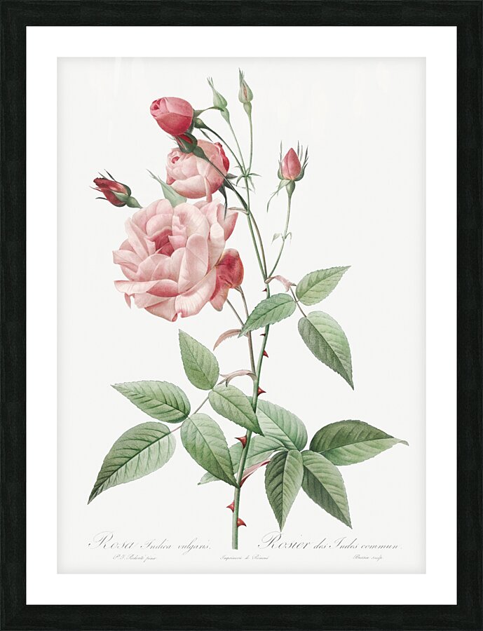 Anemone flowered sweetbriar rose Picture Frame print