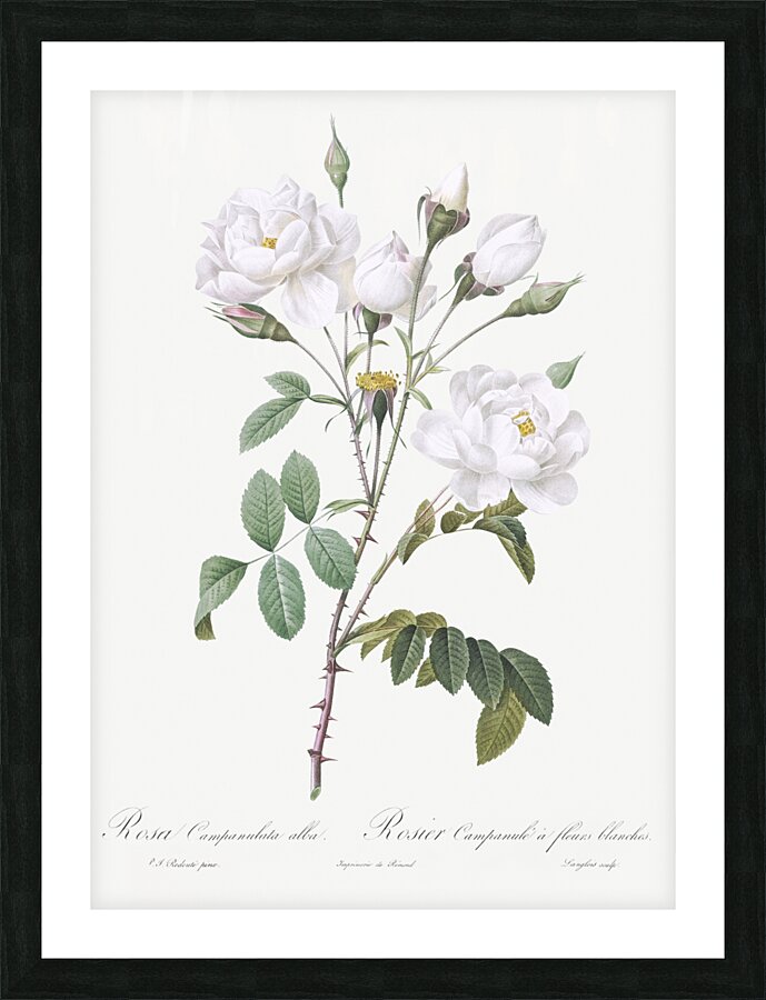 Vintage white rose Picture Frame print