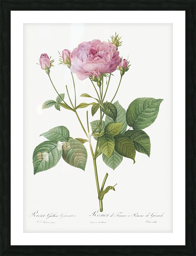 Pink french roses Picture Frame print