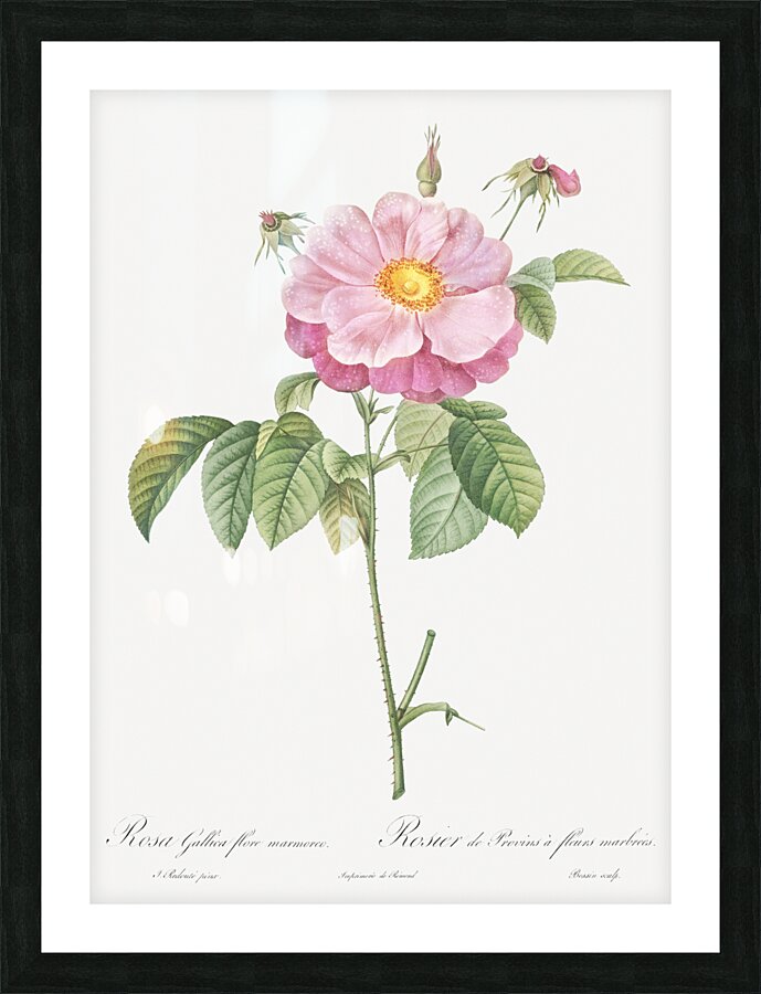 Speckled provins rose Picture Frame print