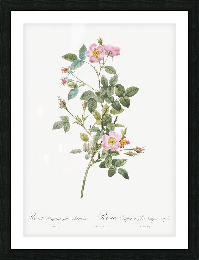 Speckled provins rose Picture Frame print