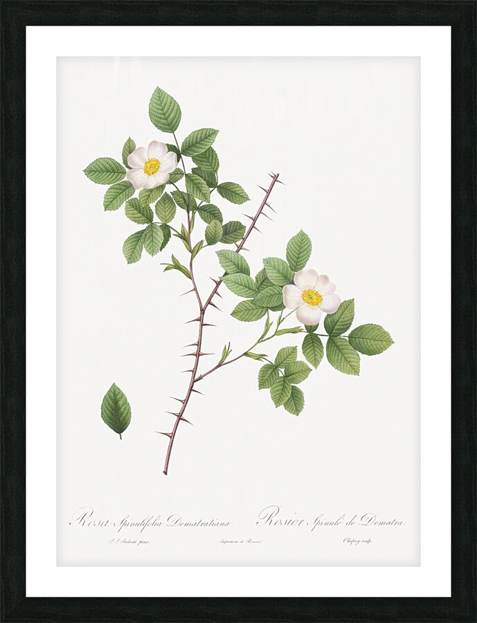 Vintage Rose of Dematra Picture Frame print