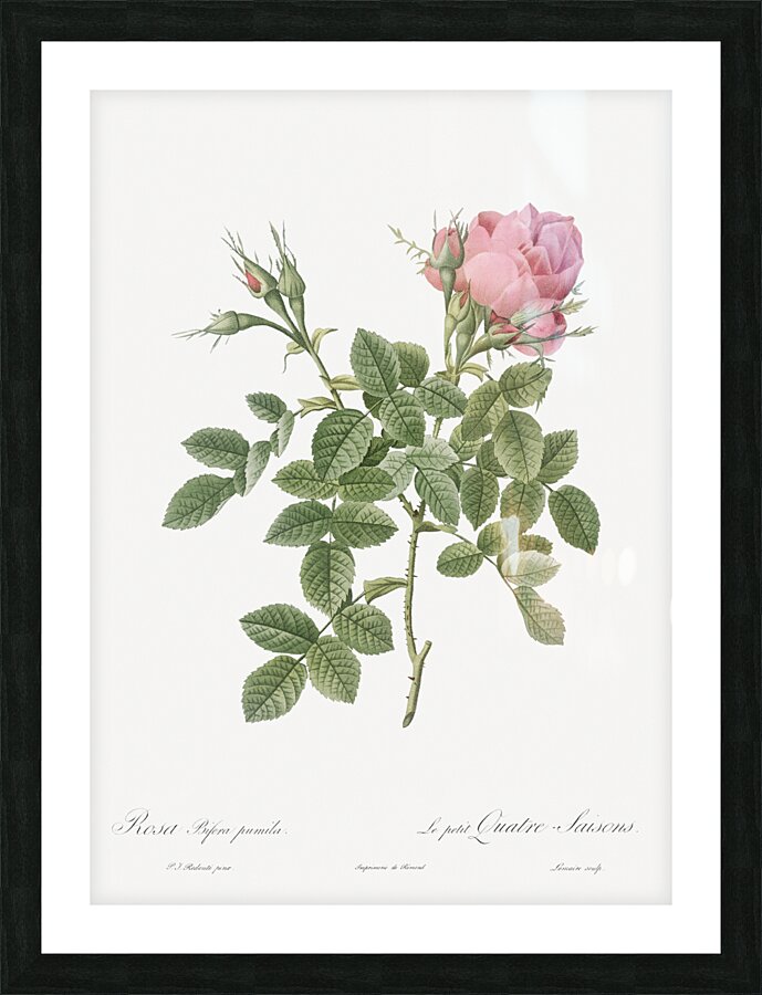 Small damask rose Picture Frame print