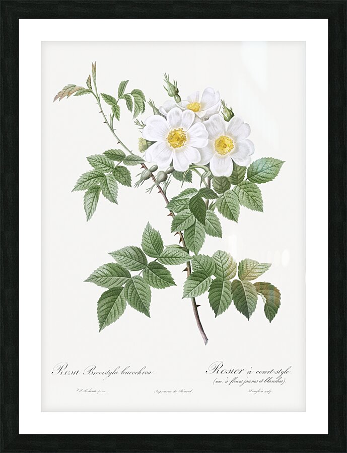 Blooming white rosebush Picture Frame print