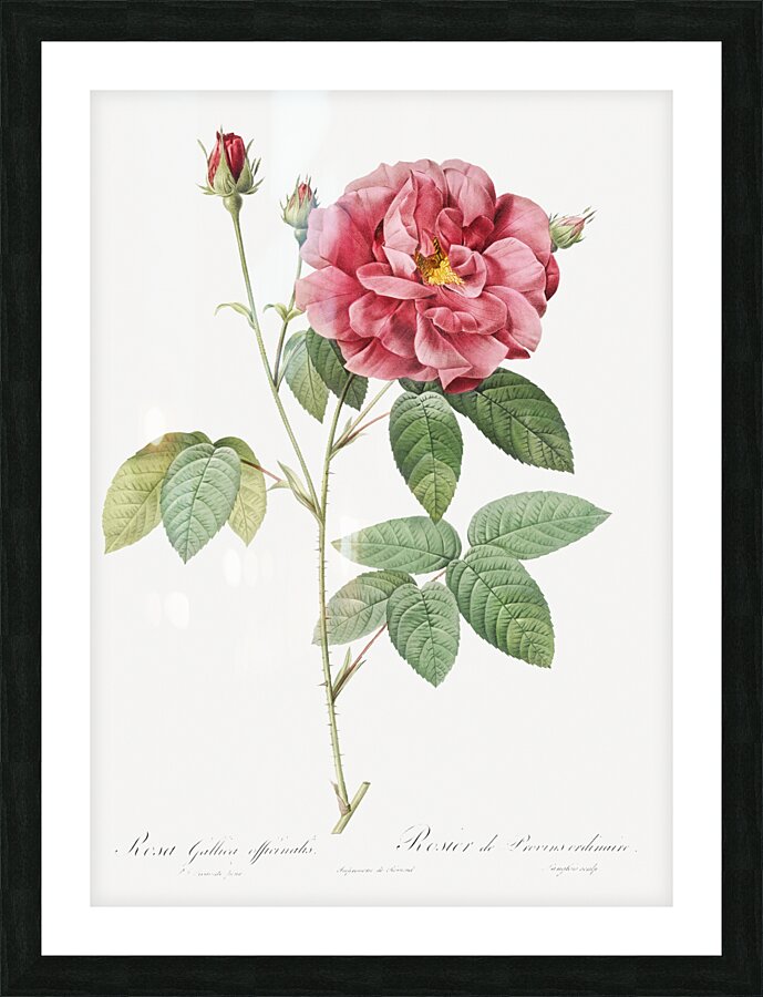 Vintage rosa gallica rose Picture Frame print