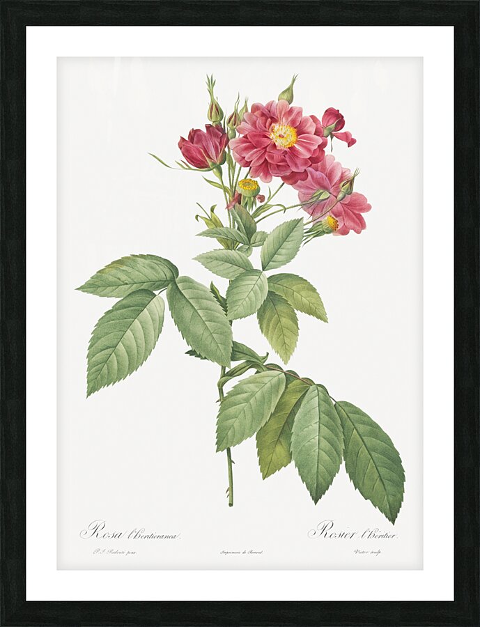 Vintage rosa gallica rose Picture Frame print