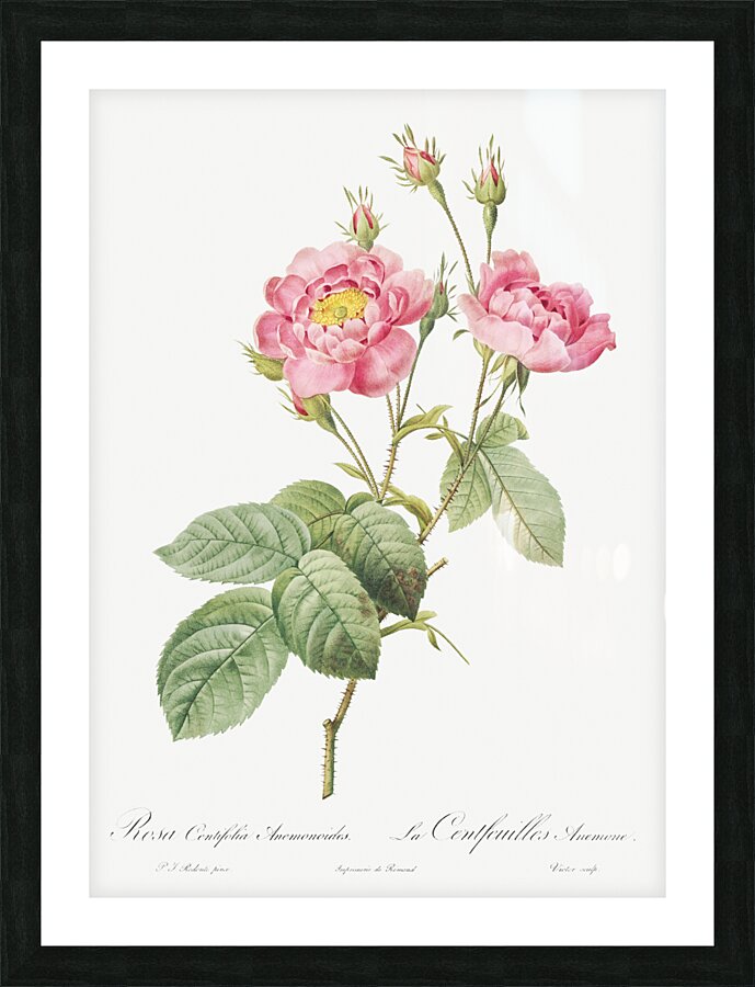 Vintage pink rose Picture Frame print