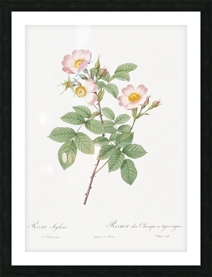 Beautiful field rose Picture Frame print