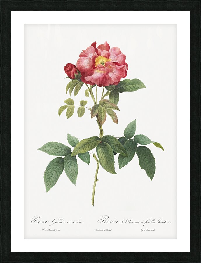 Pink provins rose Picture Frame print