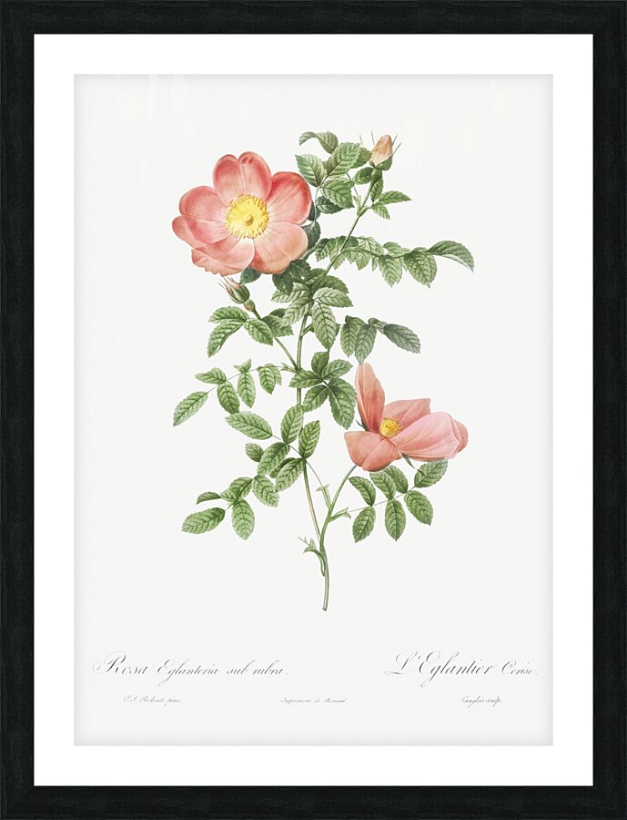 Pink provins rose Picture Frame print