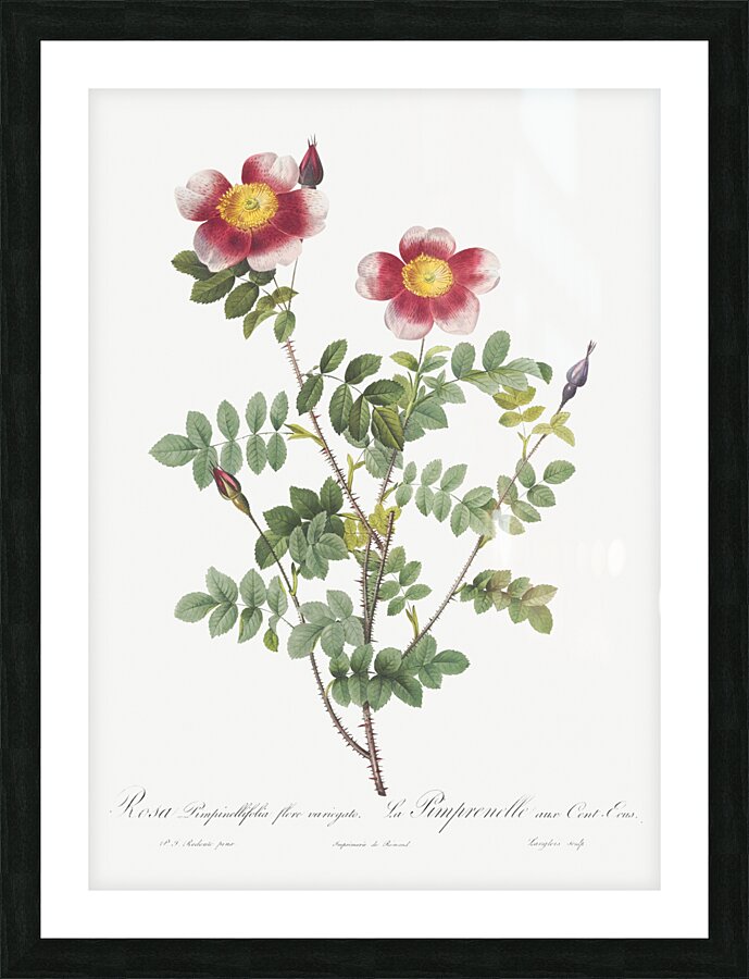 Vintage burnet rose Picture Frame print