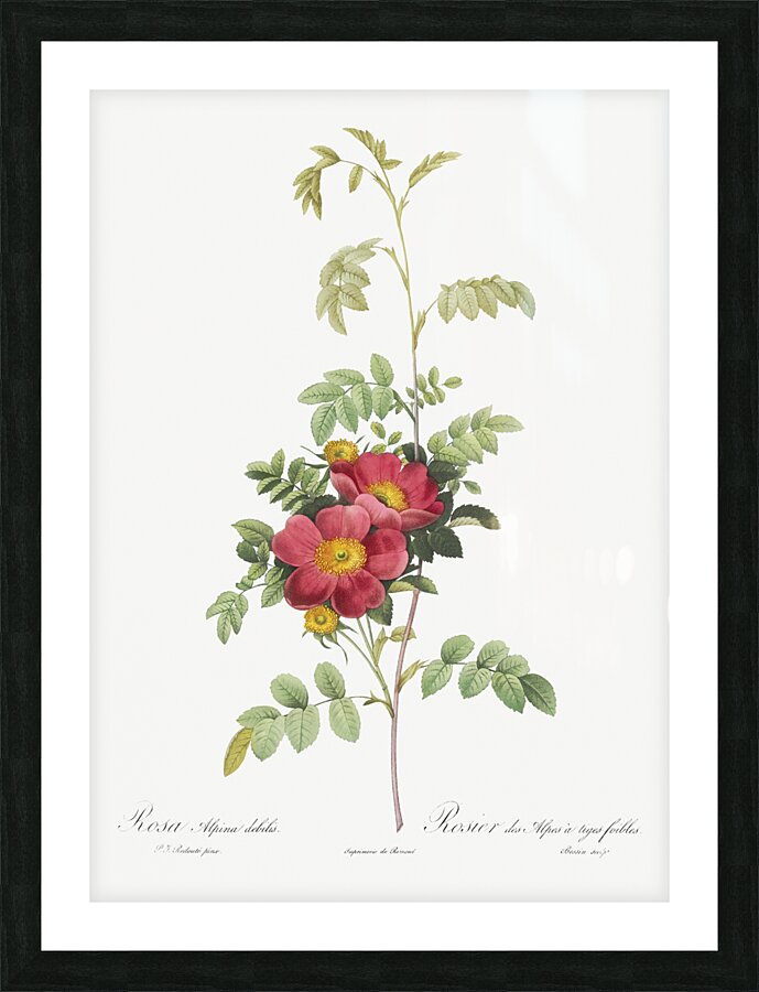 Vintage alpine rose Picture Frame print