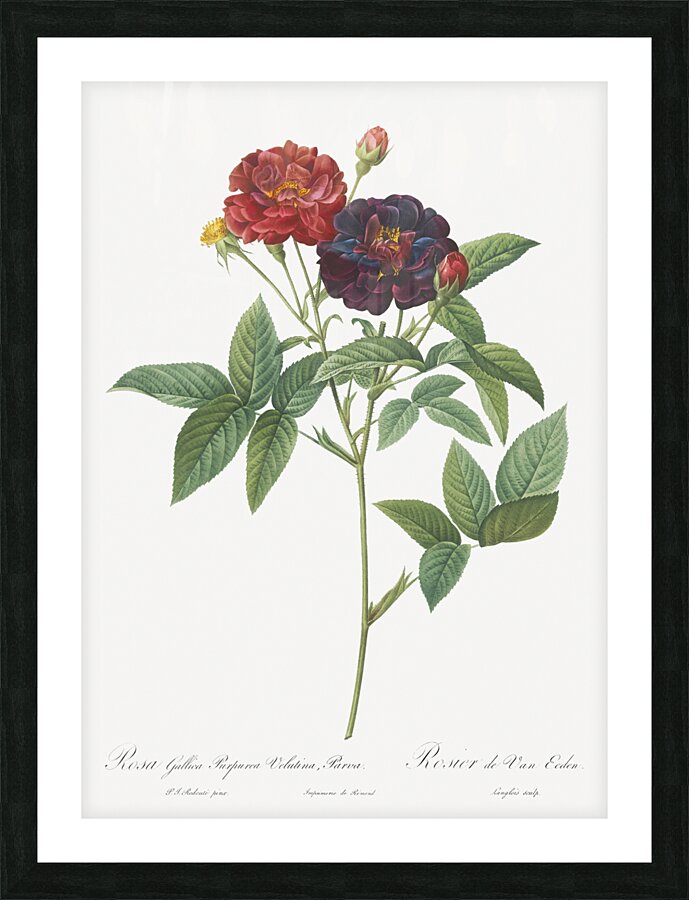 Van eeden rose Picture Frame print