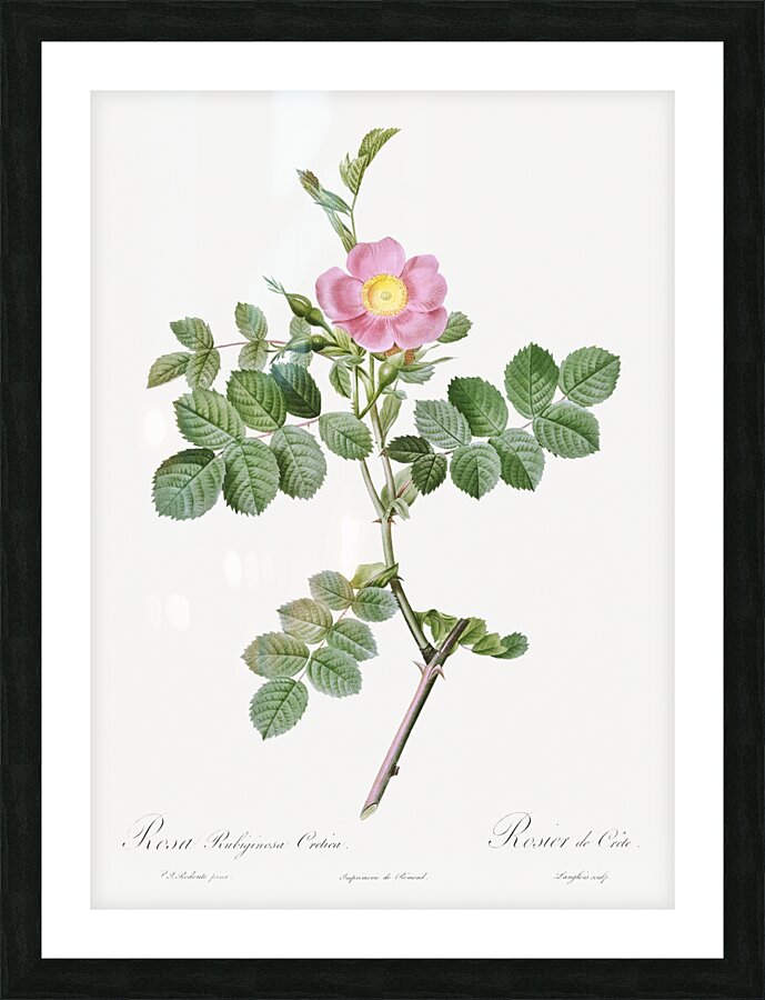 Pink sweet briar rose Impression et Cadre photo
