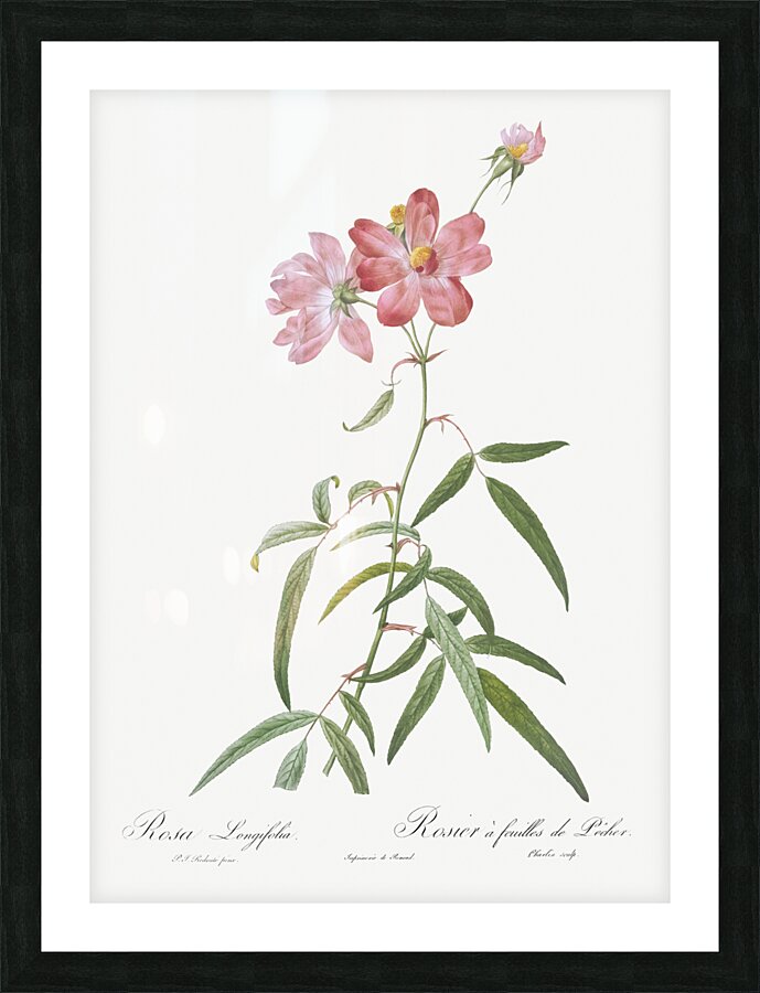 Blooming pink roses Picture Frame print