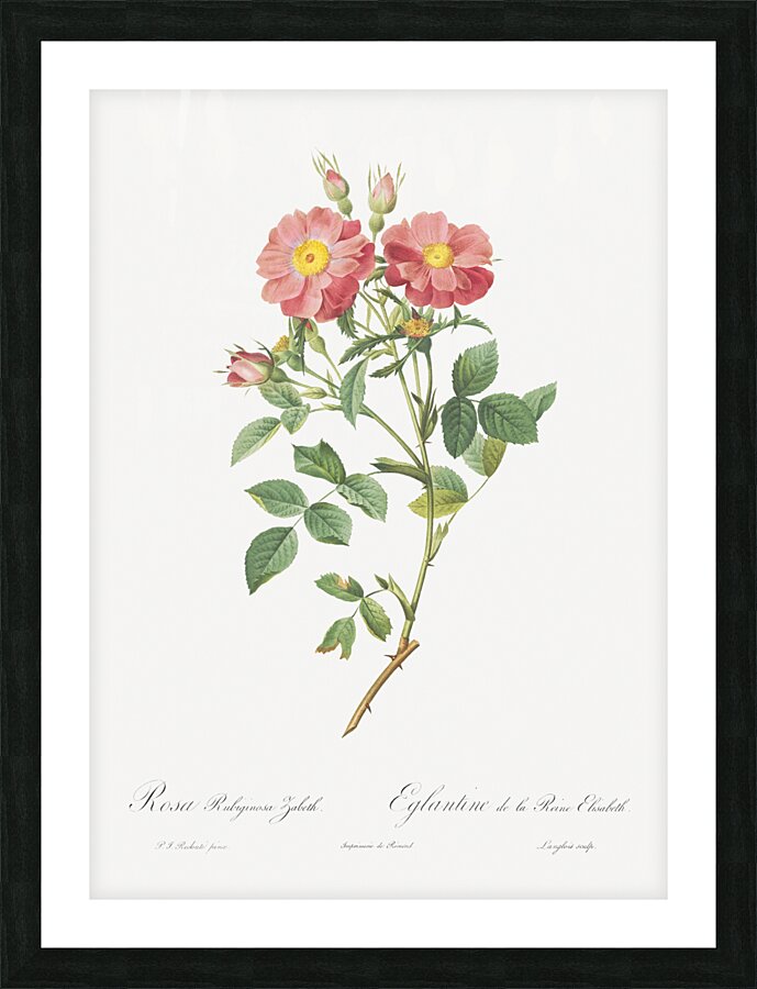 Blooming pink roses Picture Frame print