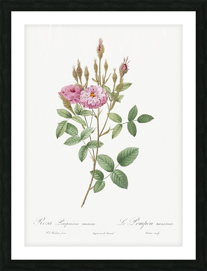 Mossy pompon rose Picture Frame print