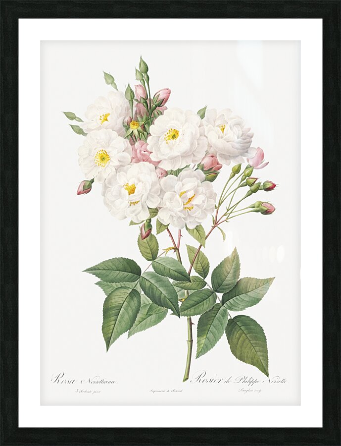 Flowering rosebush Picture Frame print