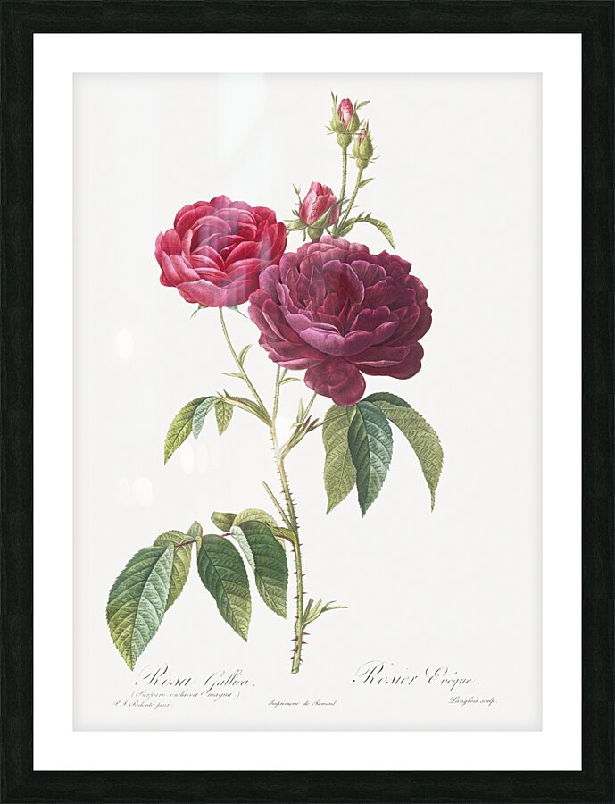 Blooming purple roses Picture Frame print