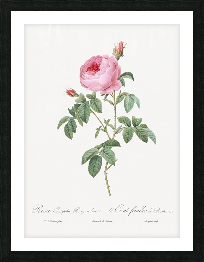 Provence rose in bloom Picture Frame print