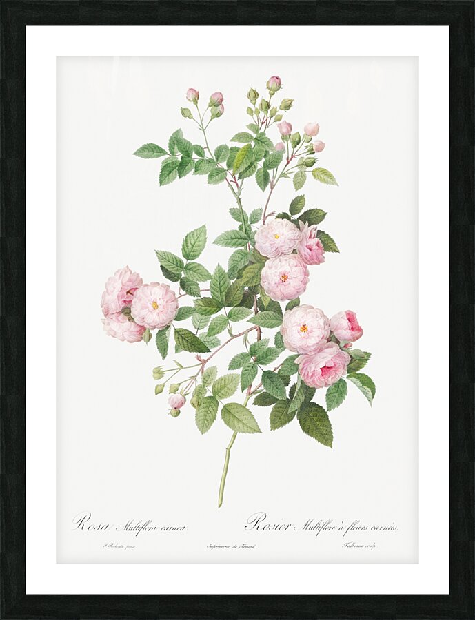 Pink baby roses Picture Frame print