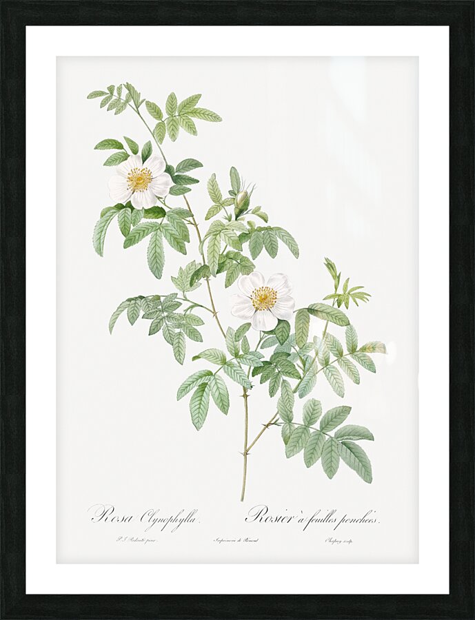 White rose shrub Picture Frame print