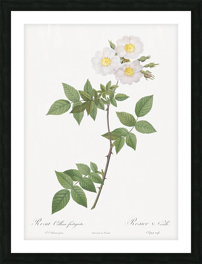 White rosa collina rose Picture Frame print