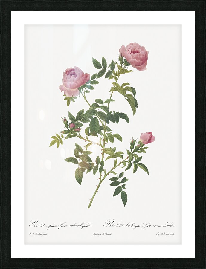 Pink french roses Picture Frame print