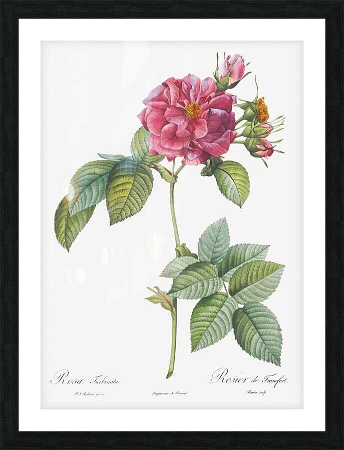 Pink french roses Picture Frame print