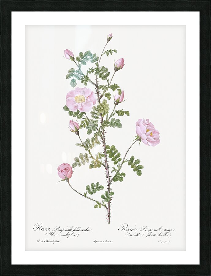 Pink scotch briar rose Picture Frame print
