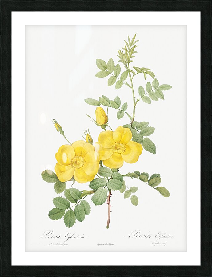 Yellow sweetbriar roses Picture Frame print