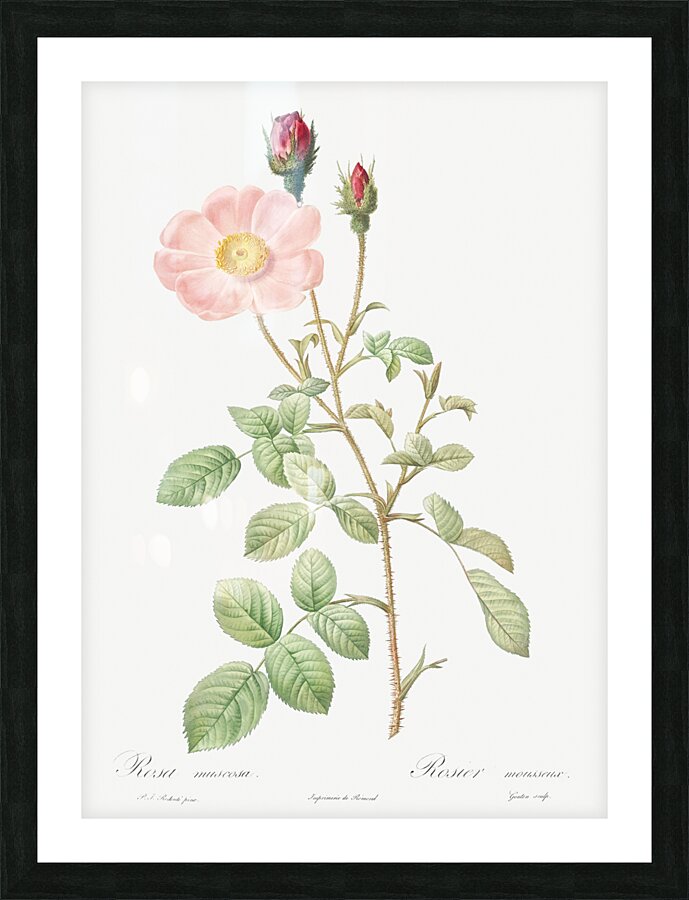 Vintage Musk rose Picture Frame print
