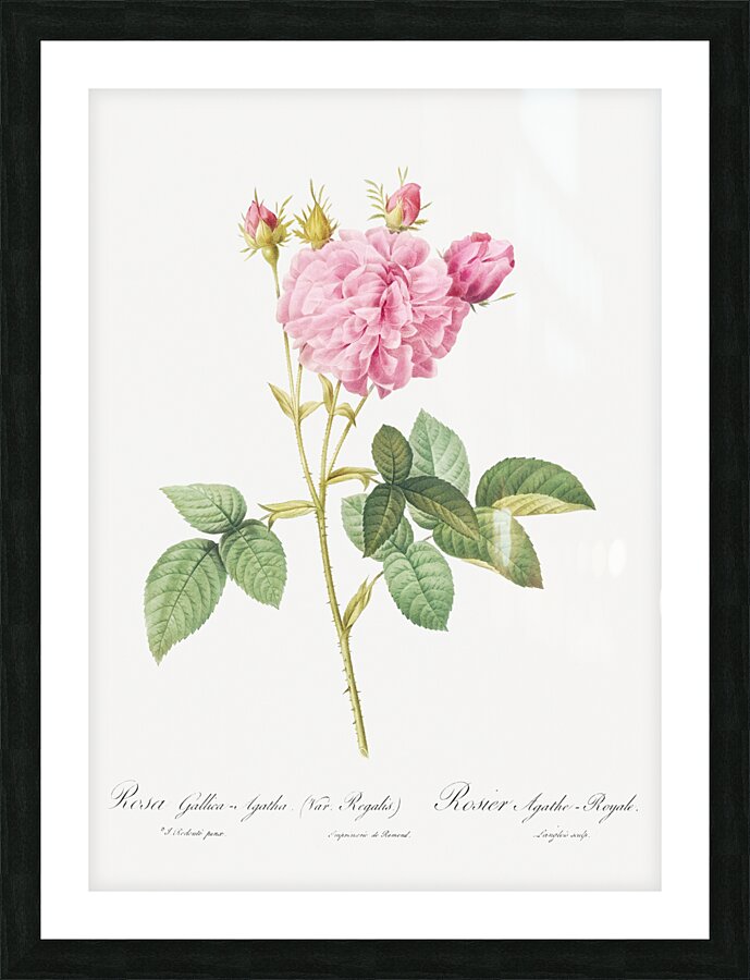 Pink Agatha rose Picture Frame print