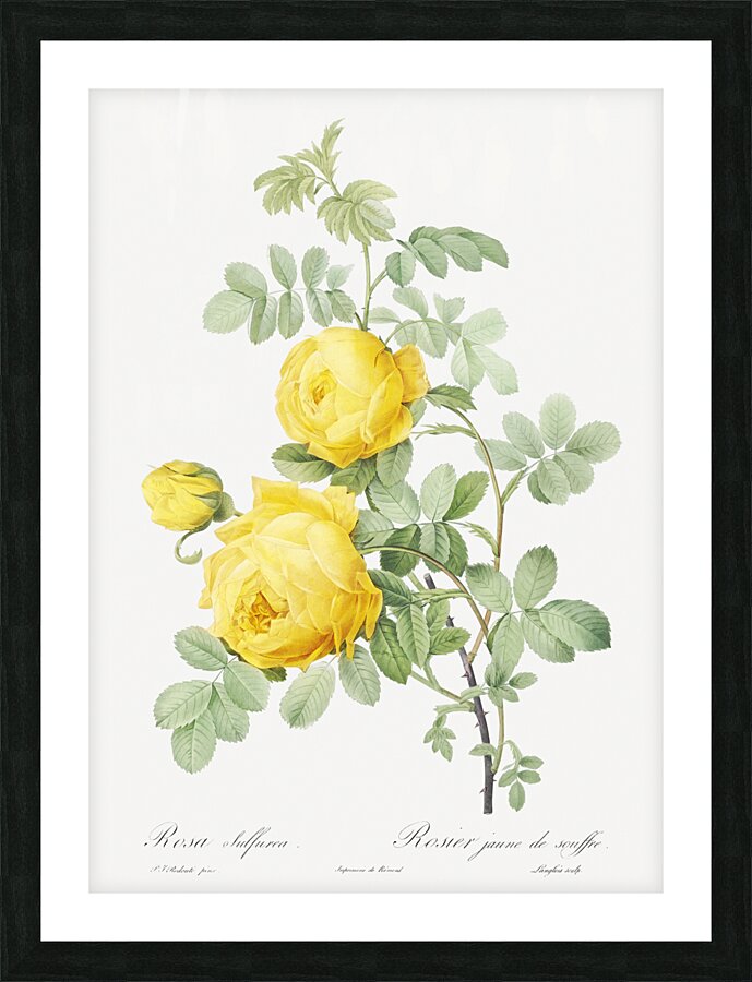 Pink Agatha rose Picture Frame print