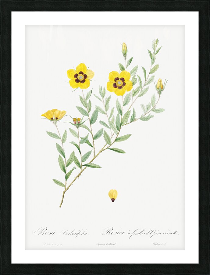 Vintage Rosa persica rose Picture Frame print