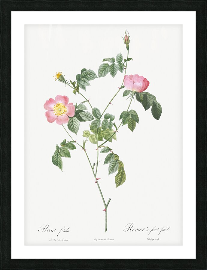 Pink Austrian copper rose Impression et Cadre photo