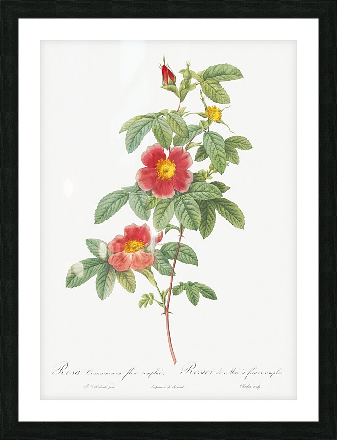 Blooming single may rose Picture Frame print