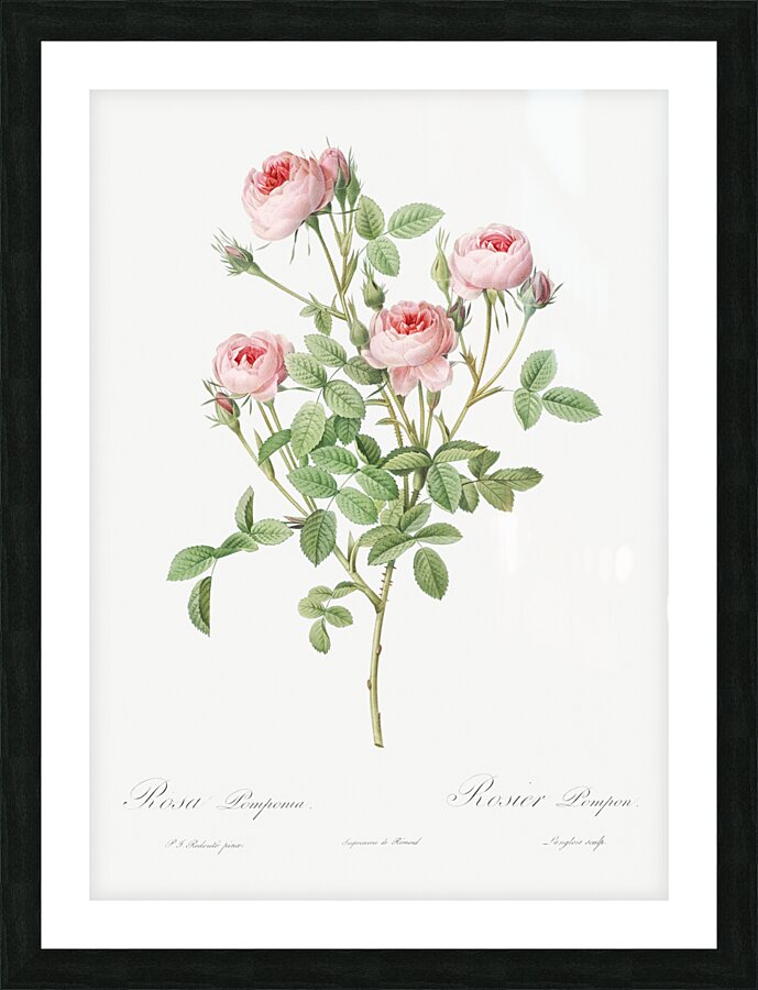 Blooming pink rosebush Picture Frame print