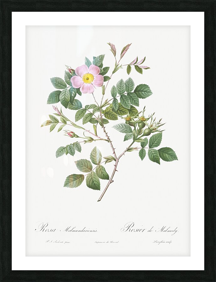 Vintage malmedy rose Picture Frame print