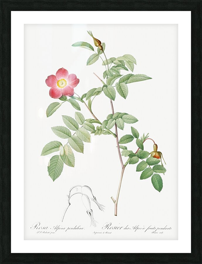 Pink alpine rose Picture Frame print