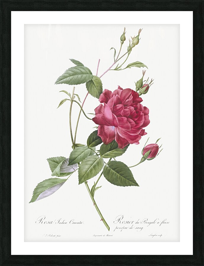 Red bengal rose Picture Frame print