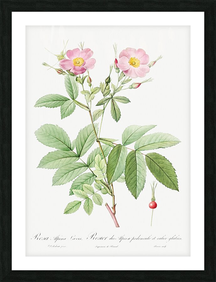 Pink alpine roses Picture Frame print