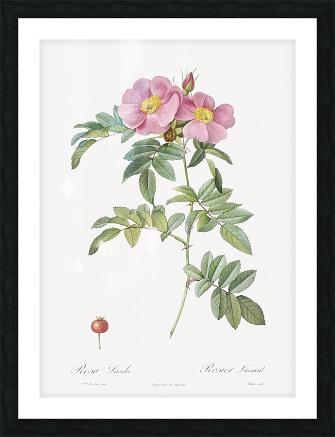 Rosa lucida rose Picture Frame print