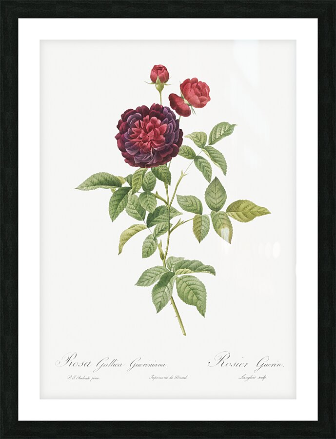 One hundred leaved rose Picture Frame print