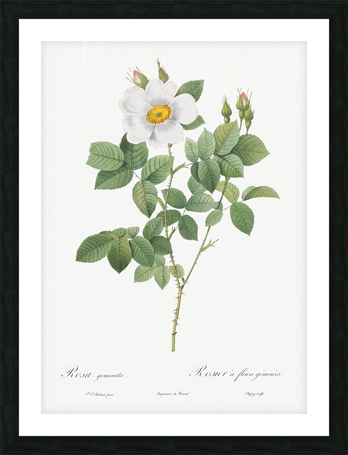 Blooming white roses Picture Frame print