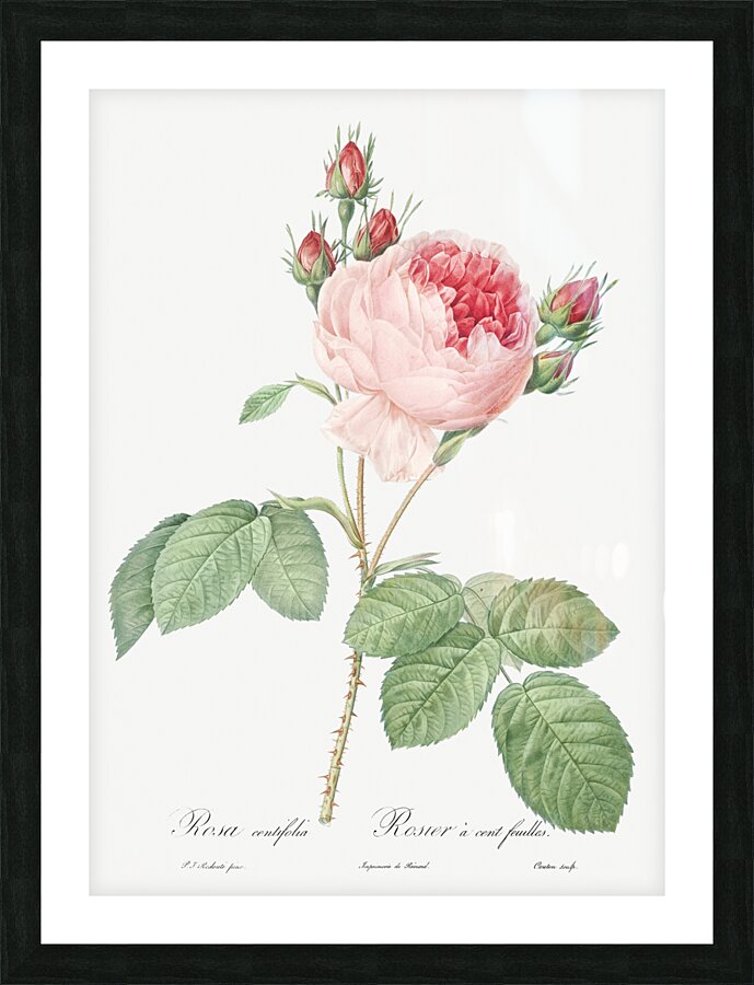 Vintage Provence rose Picture Frame print