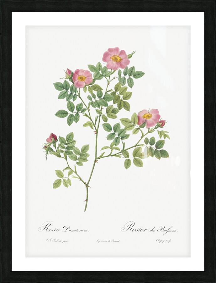 Vintage Provence rose Picture Frame print