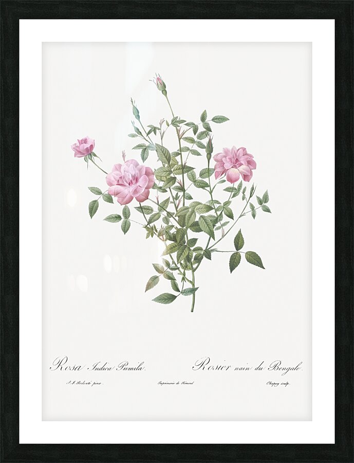 Vintage dwarf rosebush rose Picture Frame print